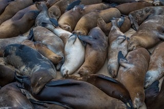 Sea lions take over the beach in Monterey, California