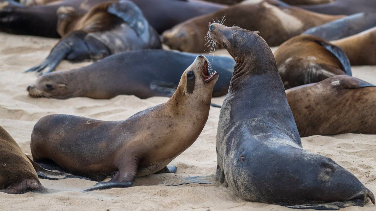 Seelöwen spielen zusammen am Strand von San Carlos in Monterey.