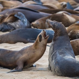 Seelöwen spielen zusammen am Strand von San Carlos in Monterey.