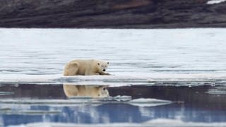 Symbolbild: Ein Eisbär treibt bei Spitzbergen auf einer Eisscholle.