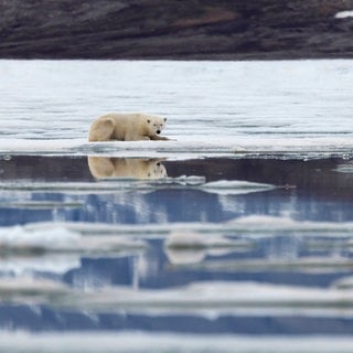 Symbolbild: Ein Eisbär treibt bei Spitzbergen auf einer Eisscholle.