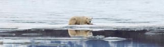 Symbolbild: Ein Eisbär treibt bei Spitzbergen auf einer Eisscholle.