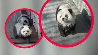 Hunde, die in einem Zoo in China als Pandas angemalt wurden