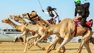 Jockeys treten im Frauenrennen des 6. Kronprinzen-Kamel-Festivals an – Linda Krockenberger aus Baden-Württemberg hilft Frauen in Saudi-Arabien den Kamelrennsport zu erobern 