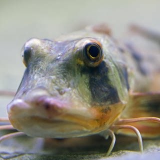 Ein Knurrhahn. Es handelt sich hier allerdings um eine andere Art als die, die mit den Beinen riechen kann.