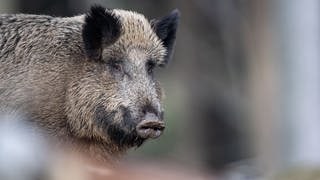 Ein Wildschwein im Wald. – In Bayern wurde ein Mann beim Pilze sammeln von einem Wildschwein angegriffen.