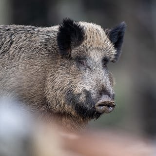 Ein Wildschwein im Wald. – In Bayern wurde ein Mann beim Pilze sammeln von einem Wildschwein angegriffen.