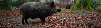 Ein Wildschwein im Wald. – In Bayern wurde ein Mann beim Pilze sammeln von einem Wildschwein angegriffen.