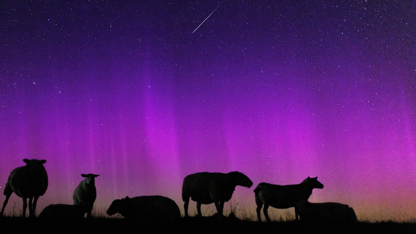 Schafe stehen auf einem Deich an der Nordsee, über ihnen Polarlichter und eine Sternschnuppe.