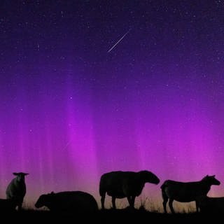 Schafe stehen auf einem Deich an der Nordsee, über ihnen Polarlichter und eine Sternschnuppe.