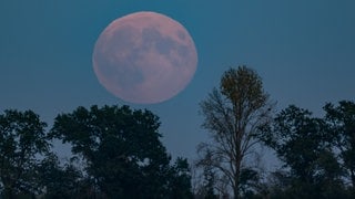 Sehr schwach leuchtet der aufgehende Supermond über der Landschaft im östlichen Brandenburg.