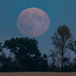 Sehr schwach leuchtet der aufgehende Supermond über der Landschaft im östlichen Brandenburg.