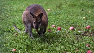 Ein Känguru auf einer Wiese mit Äpfeln. (Symbolbild)