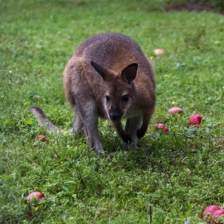 Ein Känguru auf einer Wiese mit Äpfeln. (Symbolbild)