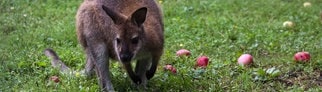 Ein Känguru auf einer Wiese mit Äpfeln. (Symbolbild)