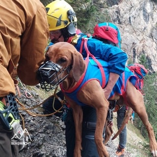 Hündin Nala muss von der Bergwacht Füssen aus einem Klettersteig gerettet werden