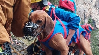 Hündin Nala muss von der Bergwacht Füssen aus einem Klettersteig gerettet werden