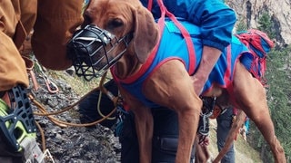 Hündin Nala muss von der Bergwacht Füssen aus einem Klettersteig gerettet werden