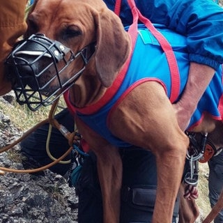 Hündin Nala muss von der Bergwacht Füssen aus einem Klettersteig gerettet werden