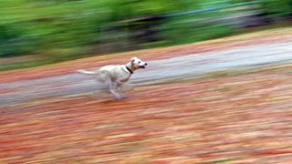 Ein Hund rennt (Symbolbild) – Ein Hund war gestern Abend auf der A6 unterwegs und hat dafür gesorgt, dass die Autobahn gesperrt werden musste.