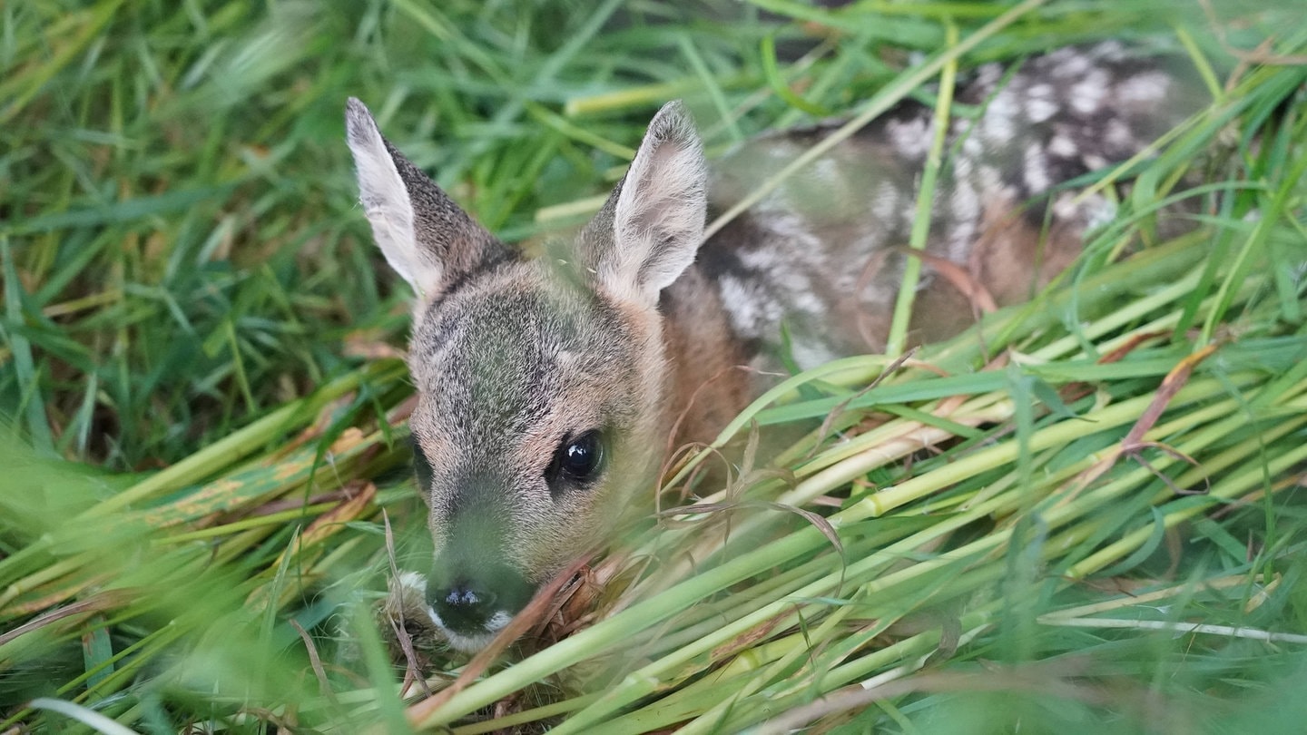 Ein Rehkitz liegt auf einem Feld. Mit Drohnen kann man sie vor dem Mähen entdecken und retten.