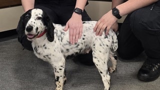 Das undatierte Handout-Foto der Polizei von Surrey zeigt Daisy, den schwarz-weißen Spaniel, der nach seinem Diebstahl vor acht Jahren wieder mit seinen Besitzern vereint wurde. Daisy, ein Jagdgebrauchshund, wurde im November 2016 zusammen mit drei anderen Hunden gestohlen.