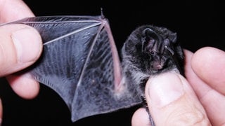 Eine Mopsfledermaus (Barbastella barbastellus) wird im Wermsdorfer Wald von einem Wissenschaftler vom Fachbüro gehalten.