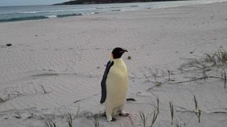 Auf diesem vom für Biodiversität und Artenschutz zuständigen Ministerium von Western Australia (DBCA) zur Verfügung gestellten Foto ist ein in Australien gestrandeter Kaiserpinguin am Ocean Beach nahe des Ortes Denmark zu sehen. 