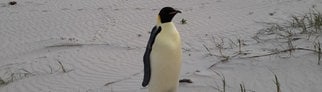 Auf diesem vom für Biodiversität und Artenschutz zuständigen Ministerium von Western Australia (DBCA) zur Verfügung gestellten Foto ist ein in Australien gestrandeter Kaiserpinguin am Ocean Beach nahe des Ortes Denmark zu sehen. 