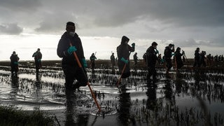 17 Tage nach der Flutkatastrophe bei Valencia suchen Polizisten im Feuchtgebiet Albufera nach Vermissten.