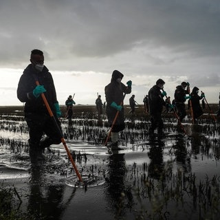 17 Tage nach der Flutkatastrophe bei Valencia suchen Polizisten im Feuchtgebiet Albufera nach Vermissten.