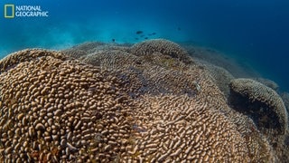 Größte Koralle der Welt enteckt: Die Koralle wächst im Südpazifik vor den Salomonen, sie ist 32 Meter lang und 34 Meter breit.