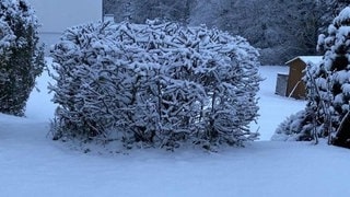 Auch am Kniebis im Schwarzwald hat es schon „gut geschneit“.