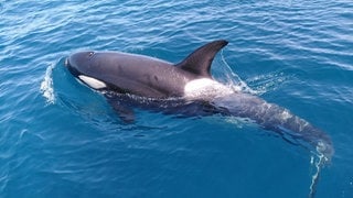 Ein Iberischer Orca im Wasser.