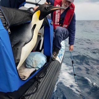 Der männliche Kaiserpinguin namens Gus vor der Südküste Westaustraliens wird wieder ins Meer entlassen.