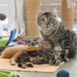 Eine Katze liegt im Tierheim Berlin neben ihren Jungen.