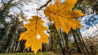 Die Sonne strahlt durch ein an einem Baum hängendes Blatt.