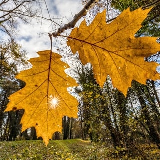 Die Sonne strahlt durch ein an einem Baum hängendes Blatt.