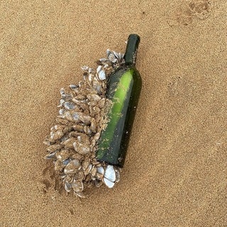 An einer am Strand von Australien angeschwemmten Weinflasche haften Muscheln an, darin befindet sich eine eingerollte Nachricht