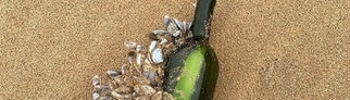 An einer am Strand von Australien angeschwemmten Weinflasche haften Muscheln an, darin befindet sich eine eingerollte Nachricht