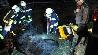 Die Freiwillige Feuerwehr Samtgemeinde Dahlenburg hat ein Pferd aus einem alten Traktorreifen gerettet