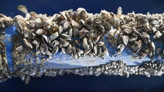 Ein Rohr, das mit Quagga-Muscheln befallen ist, wie es im Bodensee immer mehr vorkommt.