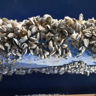 Ein Rohr, das mit Quagga-Muscheln befallen ist, wie es im Bodensee immer mehr vorkommt.