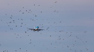 Ein Embraer 190STD von KLM Cityhopper im Landeanflug landet inmitten eines Vogelschwarms auf dem Flughafen Zürich.