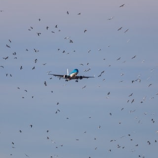 Ein Embraer 190STD von KLM Cityhopper im Landeanflug landet inmitten eines Vogelschwarms auf dem Flughafen Zürich.