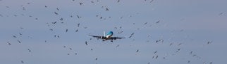 Ein Embraer 190STD von KLM Cityhopper im Landeanflug landet inmitten eines Vogelschwarms auf dem Flughafen Zürich.