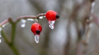 Vereiste Hagebutte: Nach dem Glatteis kommt die Warmfront