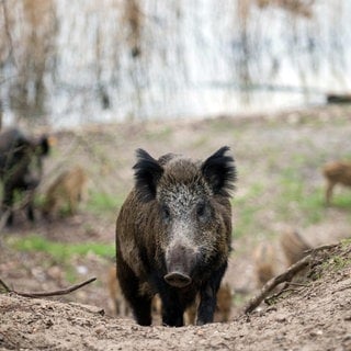 Ein Wildschwein von vorne im Wald 