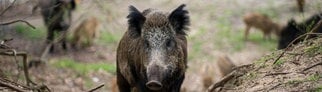 Ein Wildschwein von vorne im Wald 