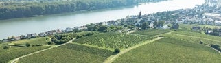 Weinberge erstrecken sich oberhalb von Nierstein in Rheinland-Pfalz, während im Hintergrund der Rhein zu sehen ist